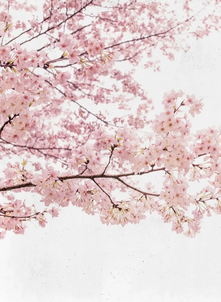 Coordonne Wandbild Blossom Almond Tree - Pink