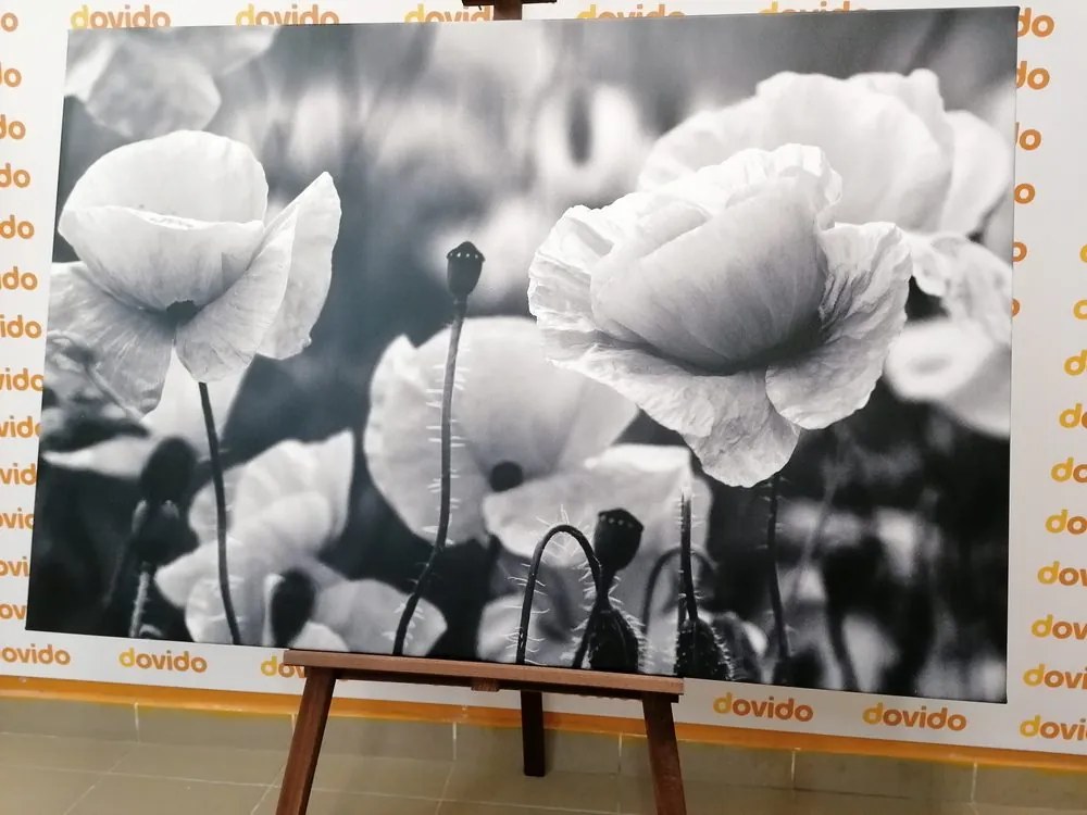 Stampa su tela – Campo di papaveri selvatici in bianco e nero