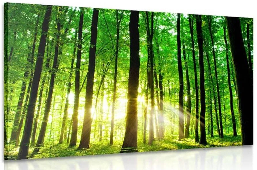 Stampa su tela – Foresta verde fresca