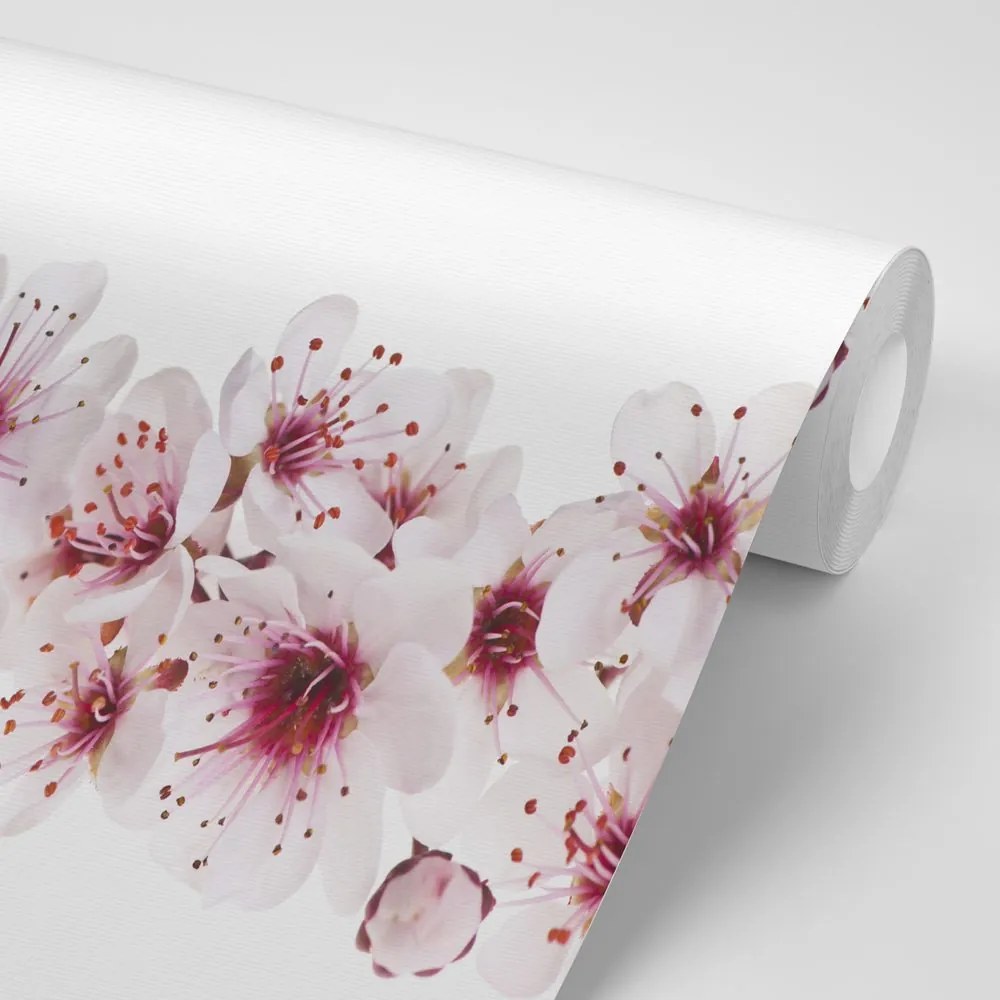 Carta da parati – Fiori di Ciliegio