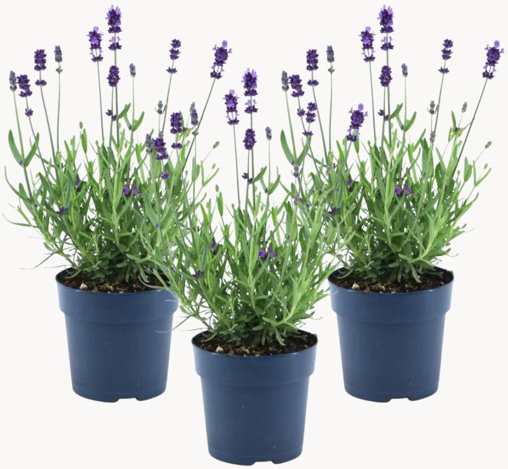 Set di 3 piante vere lavanda blu Lavandula Angustifolia