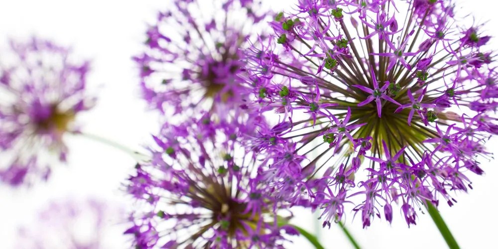 Stampa su tela – Fiori di aglio viola in fiore