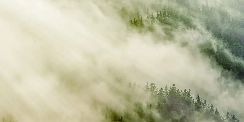 Quadro su tela – Foresta nebbiosa