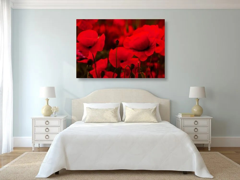 Quadro su tela – Campo di papaveri selvatici