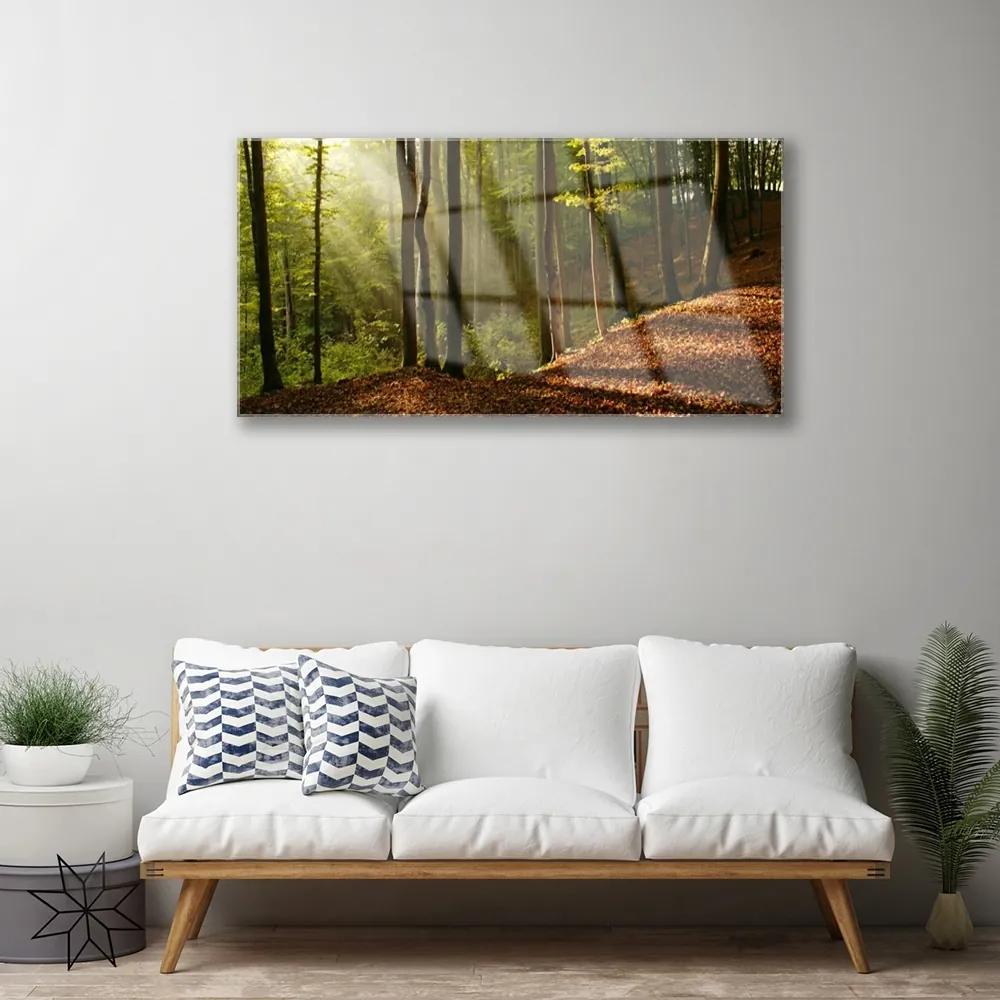 Quadro in vetro acrilico Foresta, alberi, natura 100x50 cm