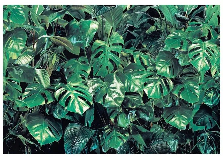 Fotomurale KOMAR Verdur, Multicolore 368X254 cm