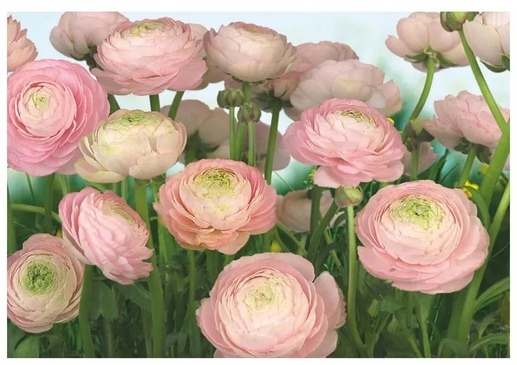 Fotomurale KOMAR Gentle rosa, Multicolore 368X254 cm