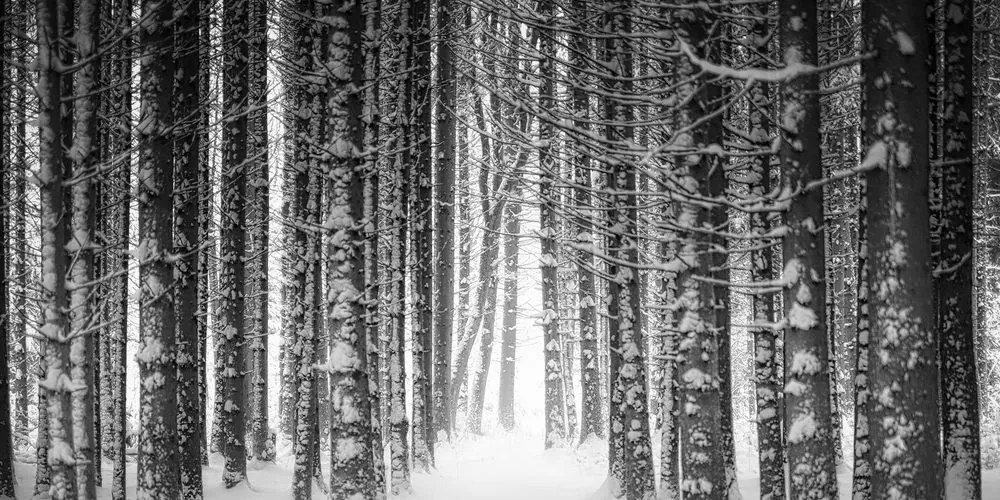 Stampa su tela – Foresta coperta di neve in bianco e nero