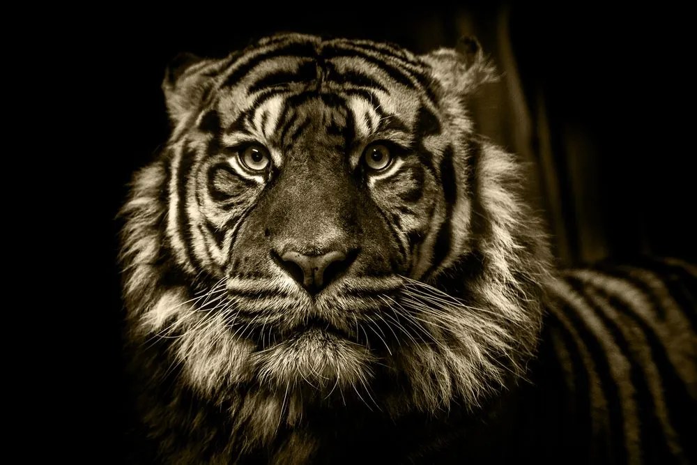 Stampa su tela – Tigre in seppia