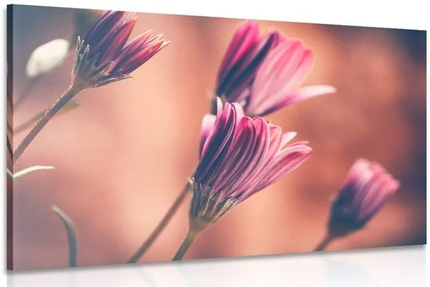 Quadro su tela – Margherite rosa delicate