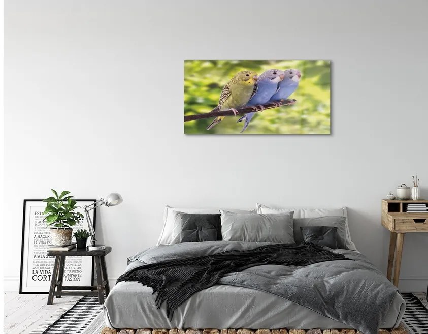 Quadro di vetro Pappagalli colorati su un ramo 140x70 cm