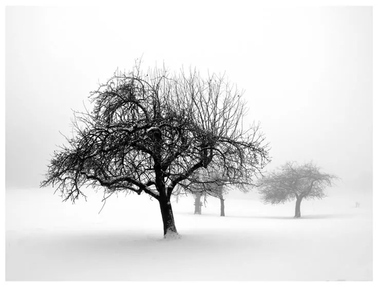 Fotomurale  inverno  alberi  Colore bianco e nero, Dimensioni e Misure 250x193