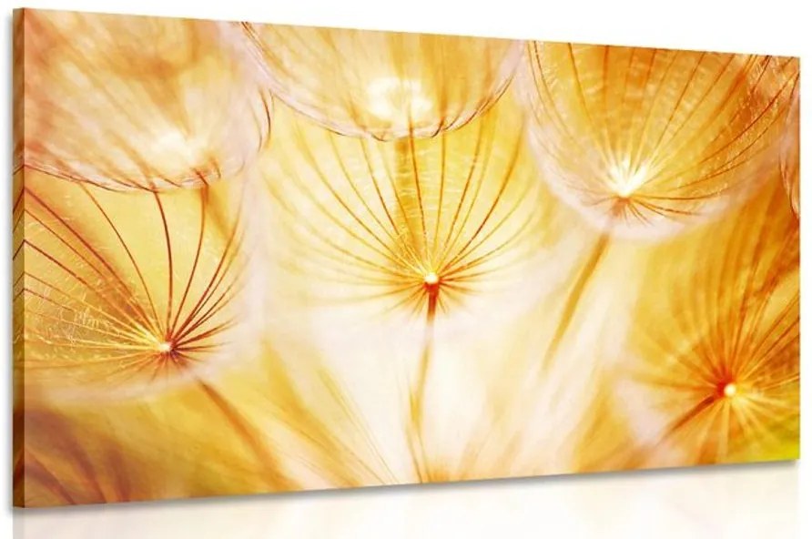 Quadro su tela – Soffione in splendida esecuzione