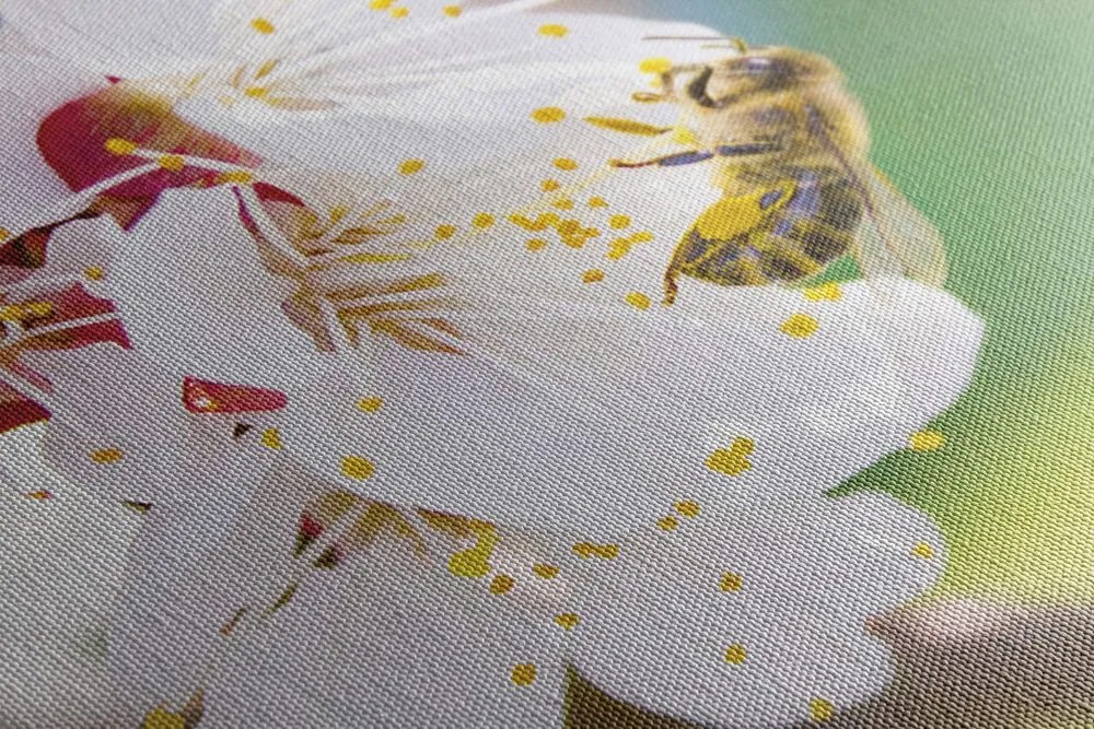 Stampa su tela – Fiori dell'albero in primavera