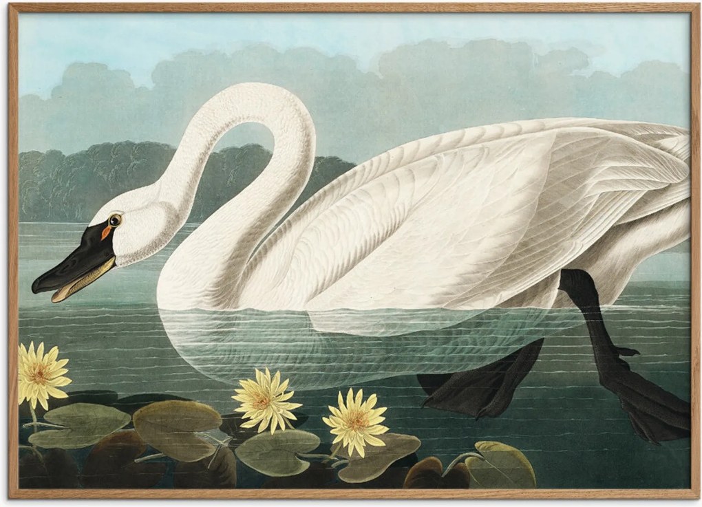 Poster incorniciato in legno di quercia American Swan