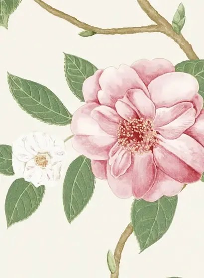 Sanderson Carta da parati Christabel - Coral/ Ivory