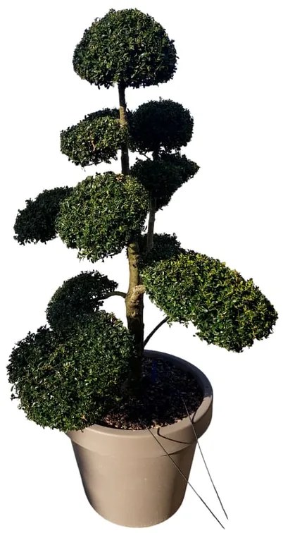 Bonsai