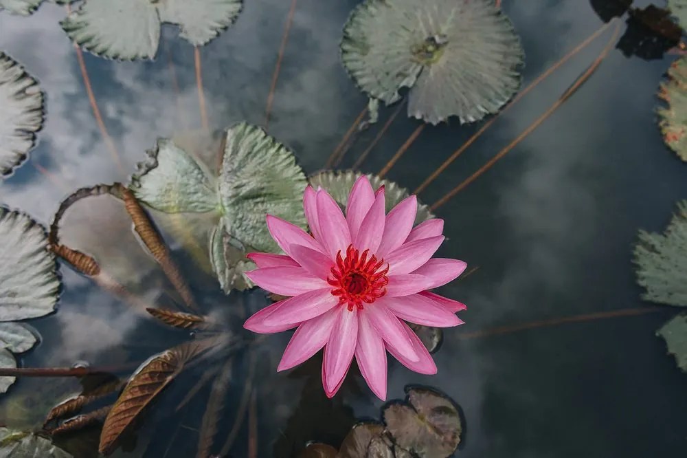 Carta da parati – Fiore di loto affascinante