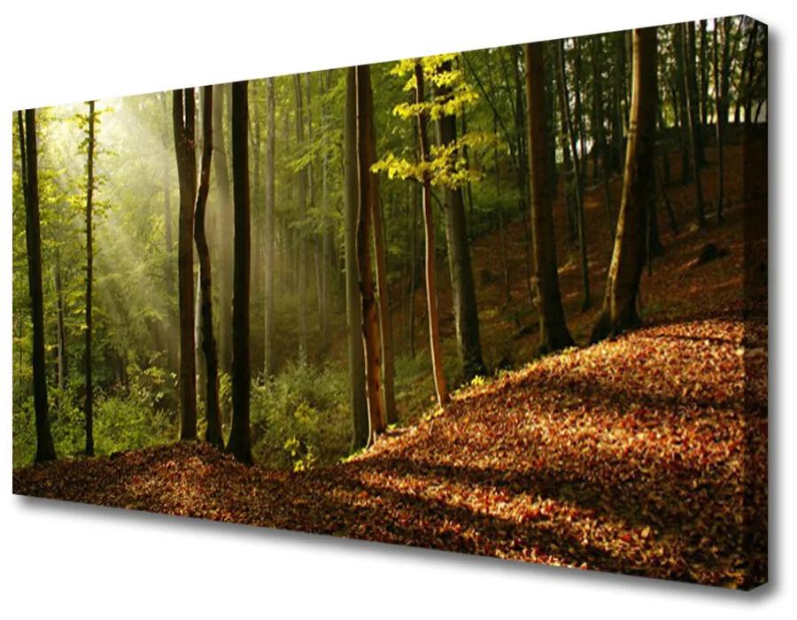 Quadro su tela Foresta, alberi, natura 100x50 cm