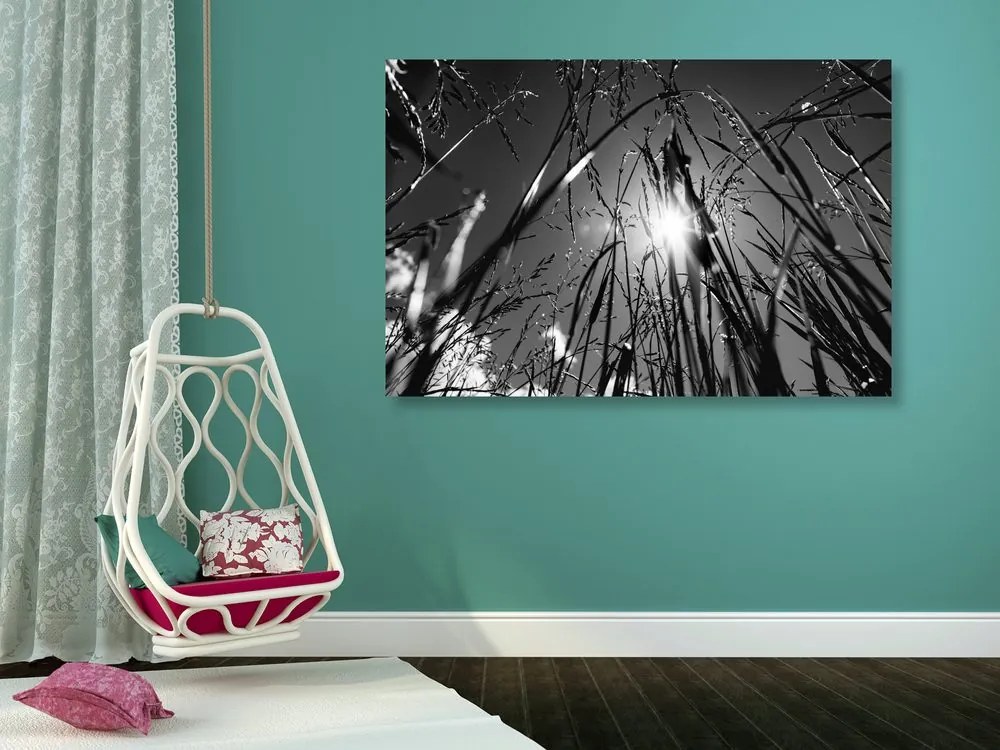 Quadro su tela – Erba di campo in bianco e nero