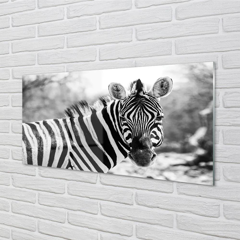 Rivestimento parete cucina Zebra retrò 100x50 cm