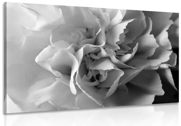 Stampa su tela – Petali di garofano in bianco e nero