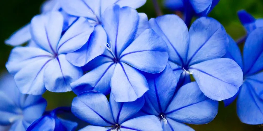 Stampa su tela – Fiori blu pittoreschi