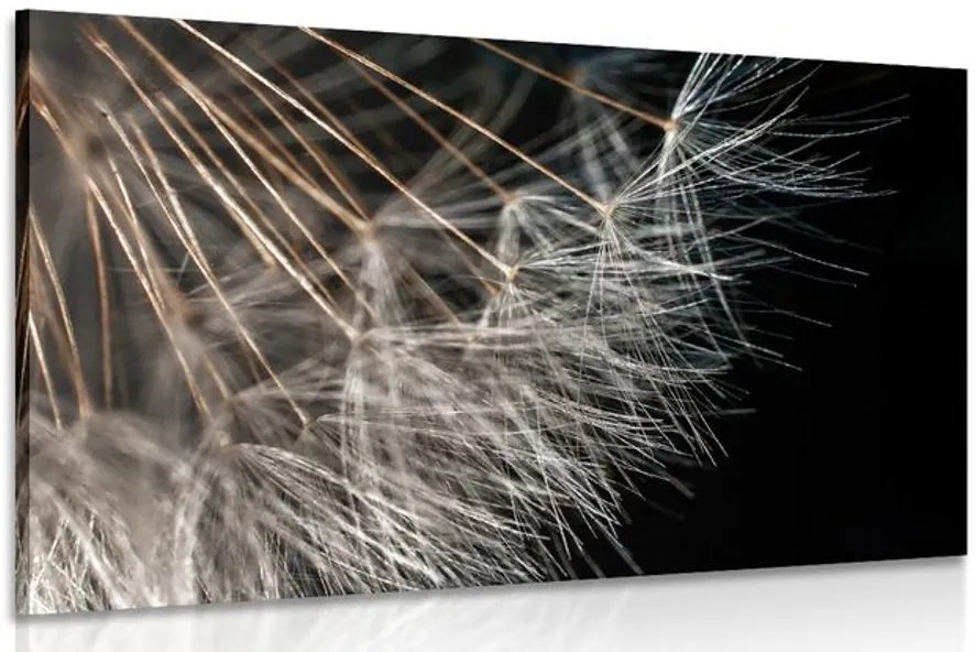 Quadro su tela – Bellezza del soffione