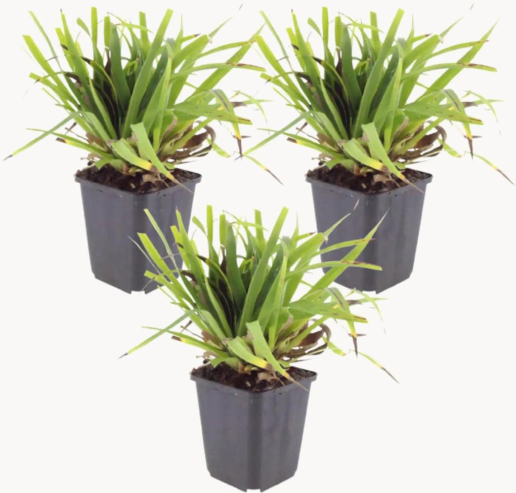 Set di 3 piante vere Luzula Sylvatica