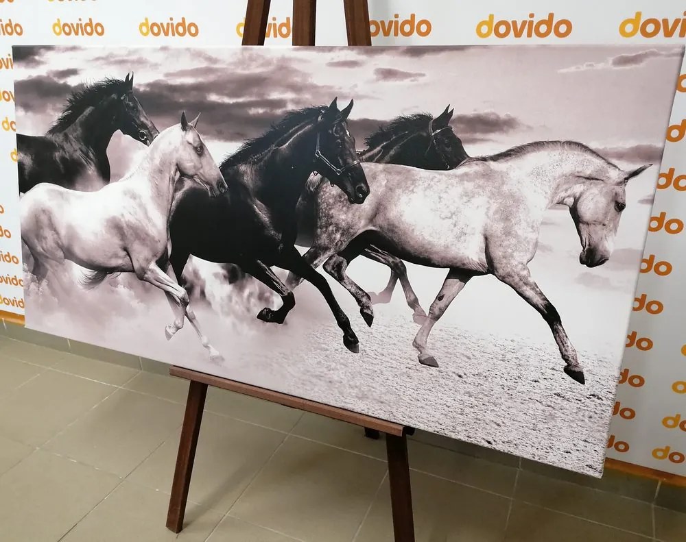 Quadro su tela – Branco di cavalli in bianco e nero