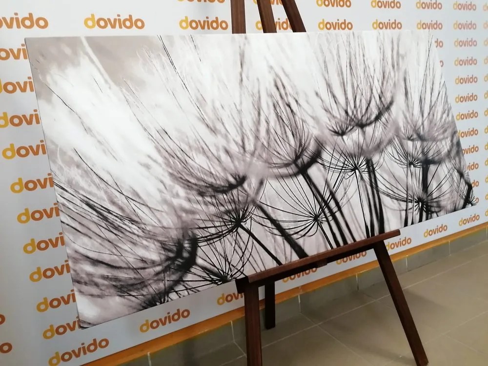 Stampa su tela – Semi di soffione in bianco e nero