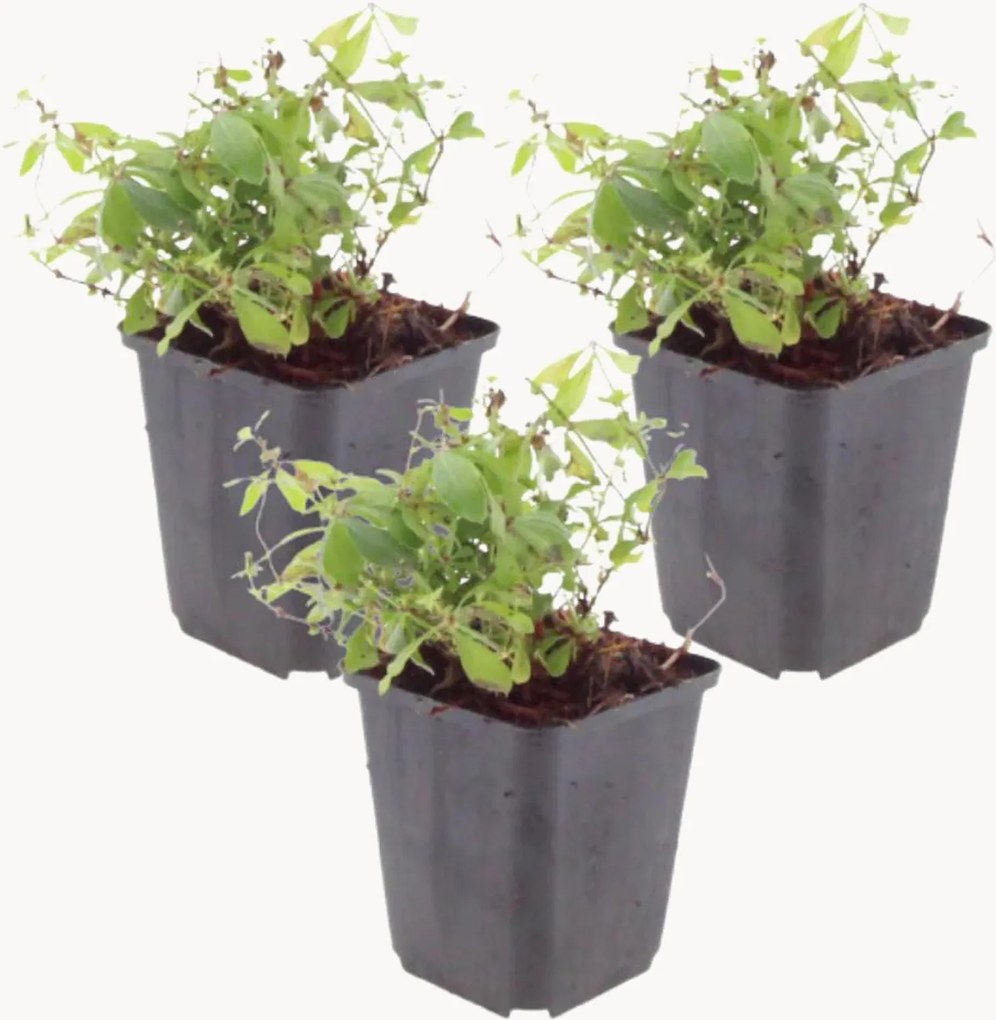 Set di 3 piante vere Sweet Woodruff Galium Odoratum