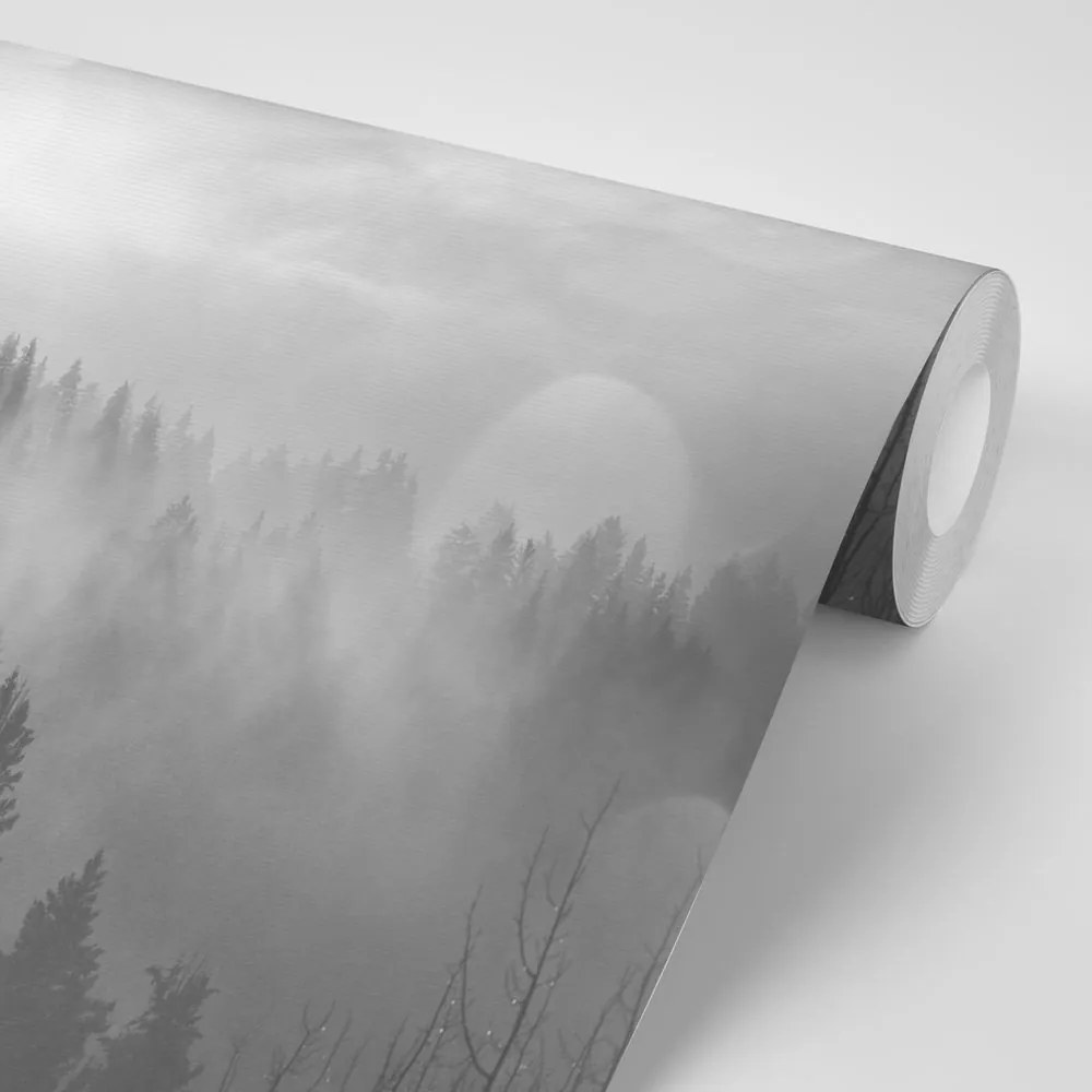 Carta da parati – Nebbia in bianco e nero sopra la foresta