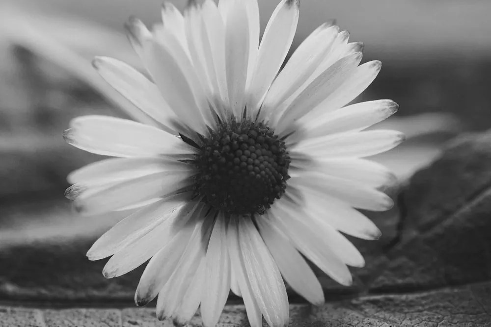 Stampa su tela – Margherita stupenda in bianco e nero