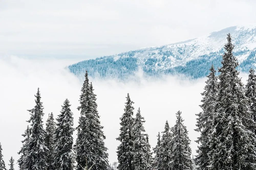 Fotomurale – Alberi di pino innevati