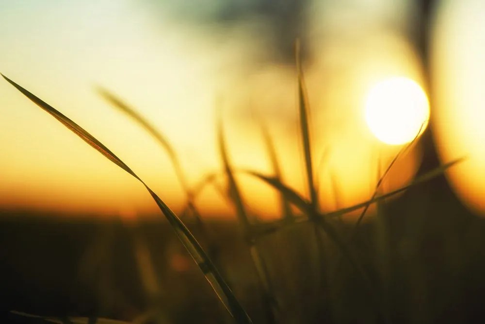 Stampa su tela – Tramonto nell'erba