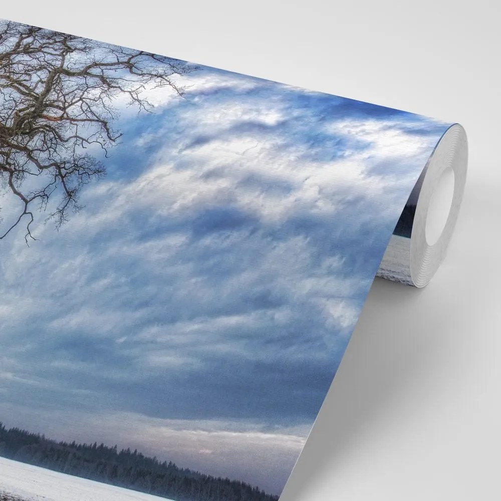 Carta da parati autoadesiva – Alberi in inverno