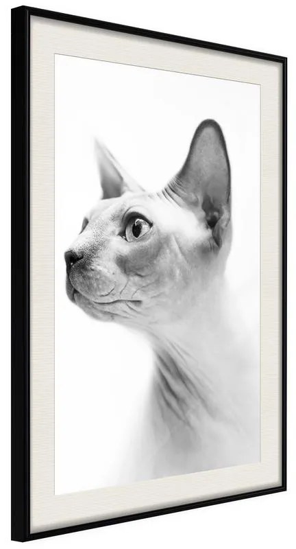 Poster  Sphinx  Cornice Quadri Cornice nera con pass-partout, Larghezza x Altezza Home decor 20x30