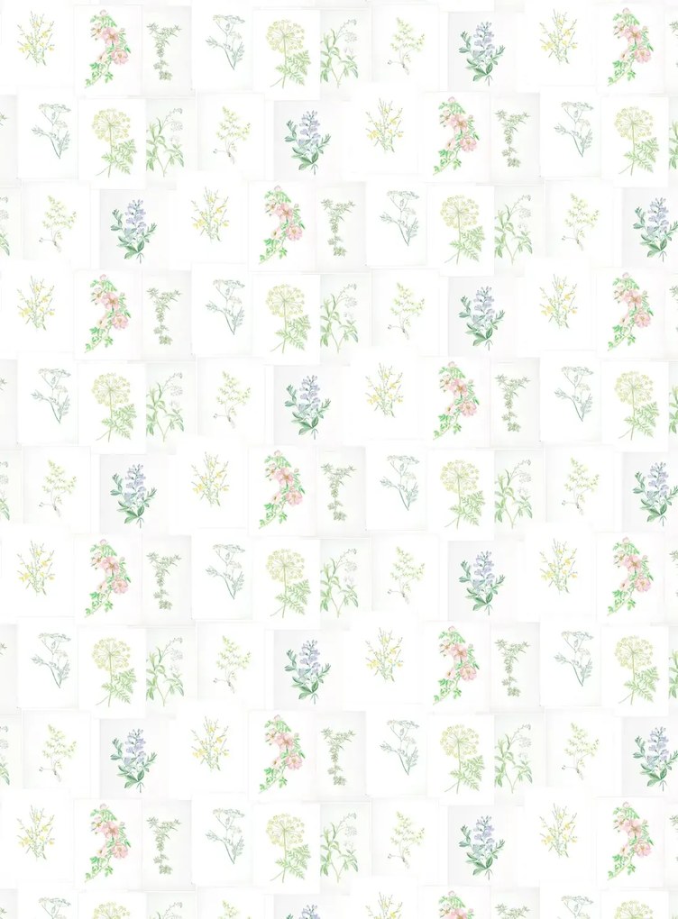 Coordonne Wandbild Botanika - 7800994