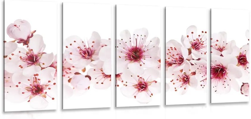 Quadri 5 pezzi – Fiori di ciliegio