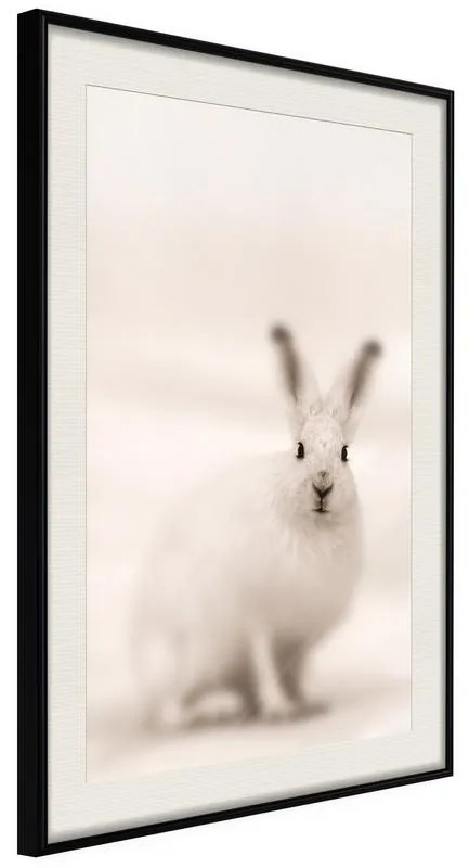 Poster  Curious Rabbit  Cornice Quadri Cornice nera con pass-partout, Larghezza x Altezza Home decor 30x45