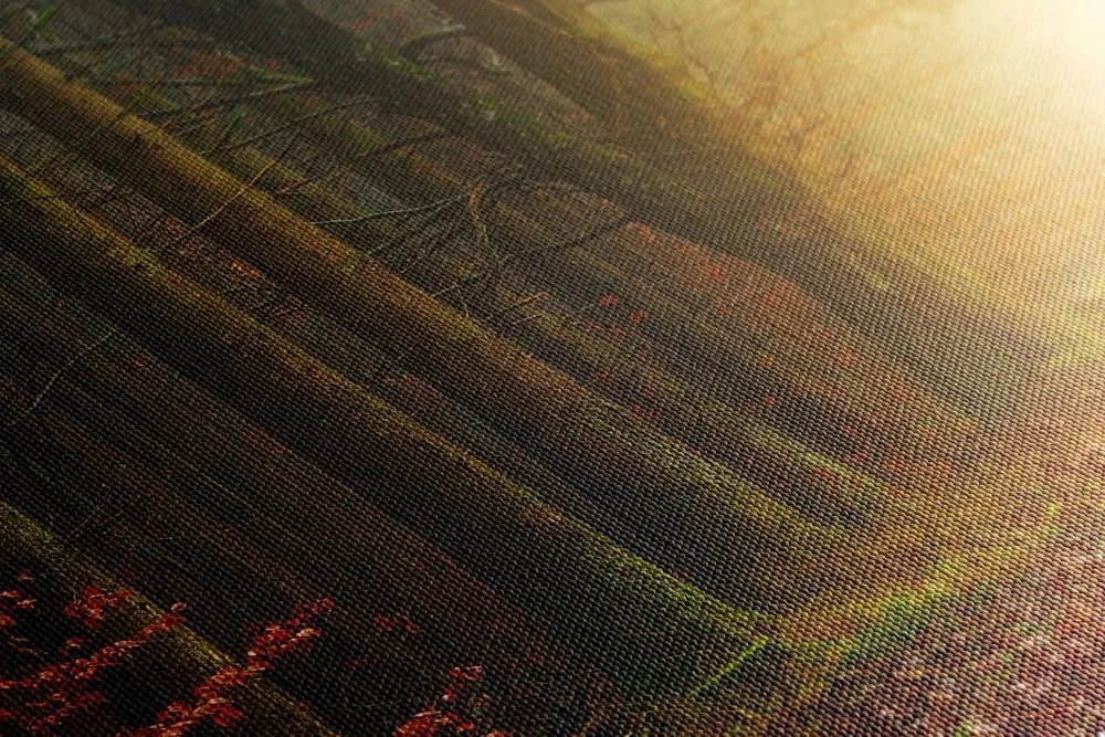 Stampa su tela – Sentiero nella foresta