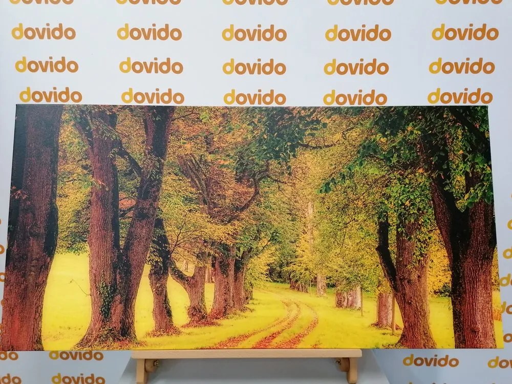 Quadro su tela – Sentiero nella foresta autunnale