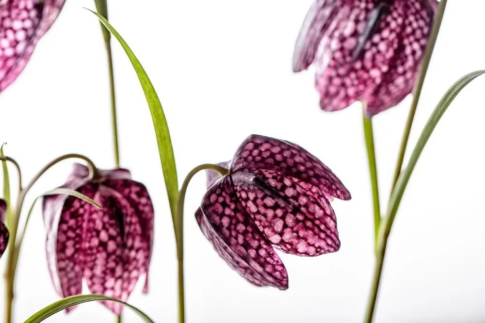Carta da parati – Fiore a scacchiera