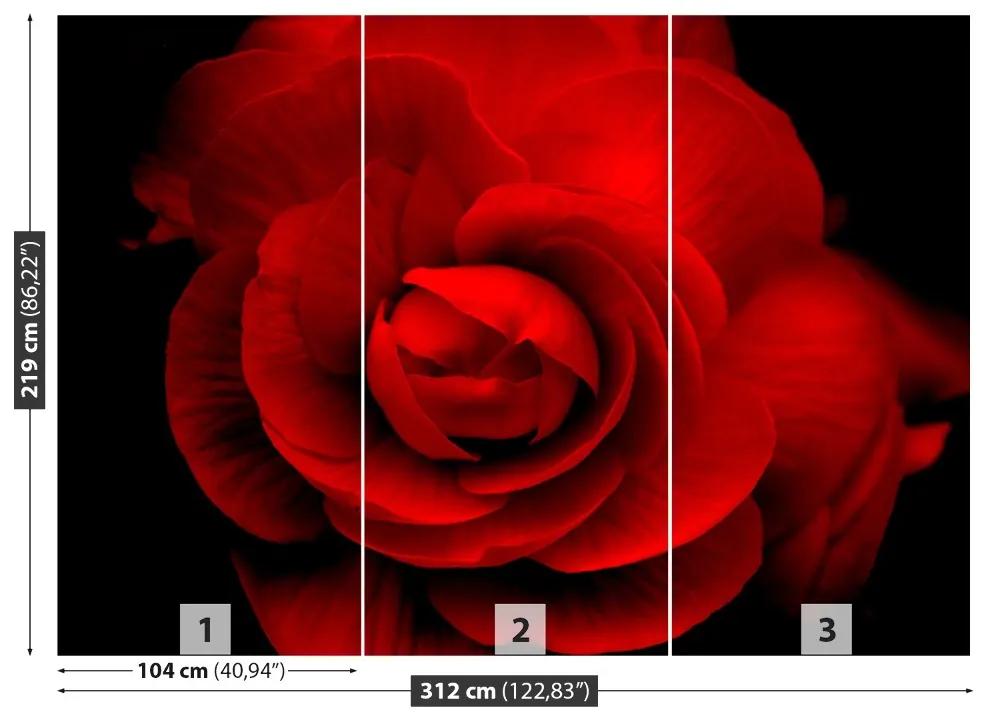 Carta da parati Rosa rossa 104x70 cm