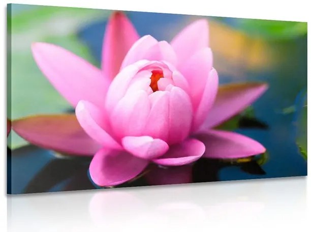 Quadro su tela – Splendido fiore rosa sul lago