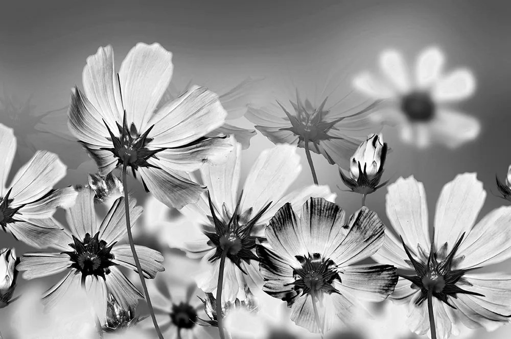 Carta da parati – Fiori in bianco e nero
