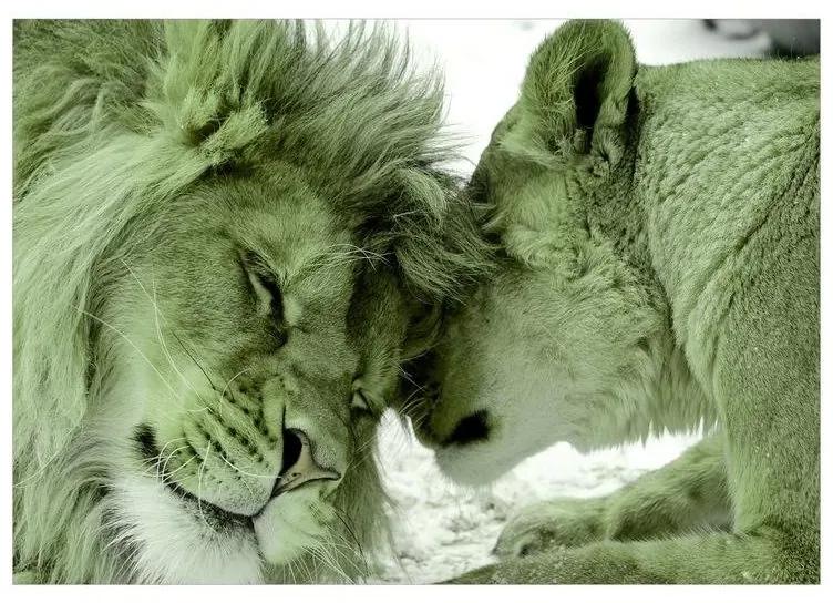 Fotomurale adesivo Lion Tenderness (Green)