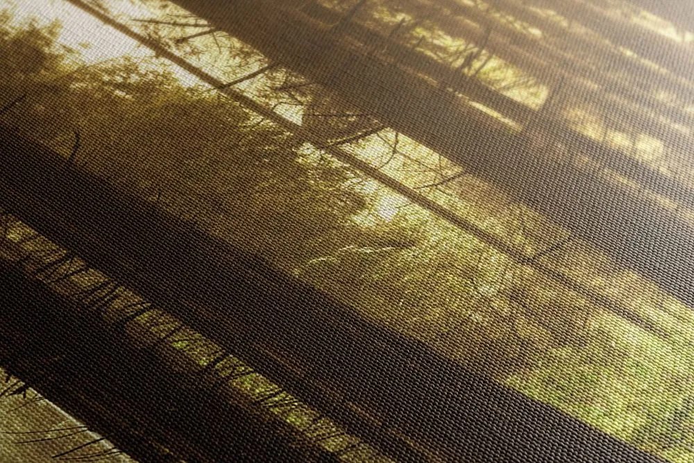 Quadro su tela – Foresta inondata di sole