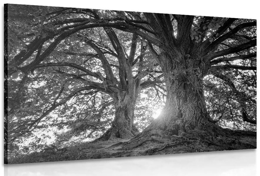 Quadro su tela – Alberi maestosi in bianco e nero